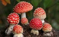 В області ведеться робота щодо попередження отруєння дикорослими грибами