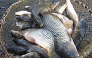 Режим вилову риби в Печенізькому водосховищі контролюватиметься