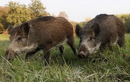 Для профілактики африканської чуми свиней на Харківщині посилено нагляд за міграцією диких кабанів