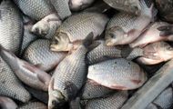 Харківська область має великі перспективи збільшення виробництва продукції рибництва