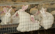 В Харківській області успішно розвивається кролівництво