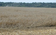 20% ранніх зернових знаходиться в приватних господарствах Харківської області
