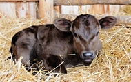 До 1 серпня буде нарахована дотація на весь зареєстрований молодняк великої рогатої худоби в Харківській області