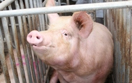 До кінця року комбінат «Слобожанський» відновить чисельність поголів'я у 50 тисяч свиней