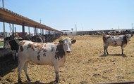 Для підвищення рентабельності молочного скотарства держава реалізує ряд програм з підтримки цієї галузі