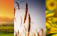 Урожай зерна, гречки, проса і соняшника на Харківщині в три рази перевищує потребу області