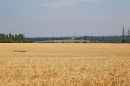 На Харківщині є все необхідне для збору рекордного врожаю зернових