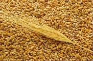 У Харківській області задекларовано 414,9 тис. тонн зерна
