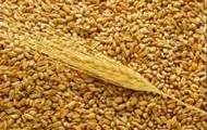 Харьковщина - лидер Украины по валовому сбору озимой пшеницы