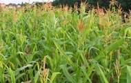 Область может собрать не менее 1,5 млн. тонн зерна кукурузы