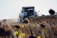 У цьому році Харківщина отримає рекордний за всю історію області врожай зерна та соняшнику