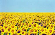 У січні-листопаді в регіоні вироблено понад 200 тис.т соняшникової олії