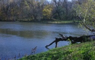 Наявність пістії в Сіверському Донці не погіршила якість води в річці