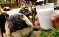 Середньодобове виробництво молока на Харківщині збільшилося на 4,2%