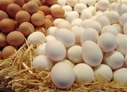 У першому півріччі в Харківській області вироблено понад 620 млн. штук яєць