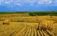 Ход осенне-полевых работ в Харьковской области по состоянию на 1 октября 