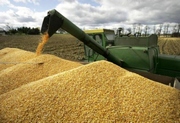 Аграрний фонд з вересня ввів форвардні закупівлі зерна врожаю 2015 року