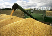Аграрний фонд уклав форвардні договори на поставку 13 тис. 327 тонн зерна