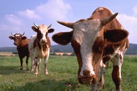 В області триває погашення кредиторської заборгованості за 2013 по виплаті тваринницьких дотацій