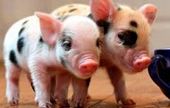 В Харківській області випадків захворювання африканської чуми свиней не зафіксовано