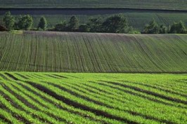 Ранніми зерновими вже засіяно 1,7 мільйона гектарів. Харківщина - серед лідерів