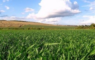 На Харківщині завершують посів зернових