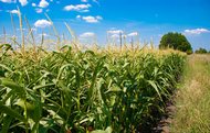 Хозяйства области заканчивают сеять кукурузу и гречку