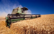 В області планують зібрати урожай зерна на рівні минулого року