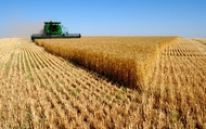 Аграрії Харківщини вже намолотили більше півмільйона тонн зерна нового врожаю