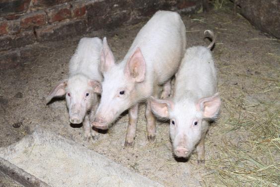 В області посилено карантинні заходи для попередження випадків африканської чуми свиней