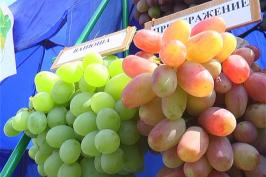 Фестиваль виноградарства в Чугуєві може стати щорічним