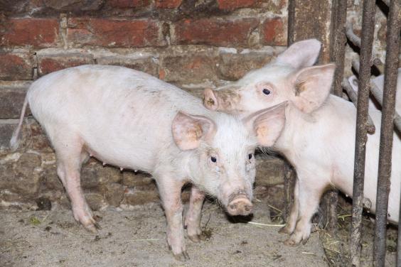 Поголів'я свиней в Харківській області зросло на 6,5 тисяч