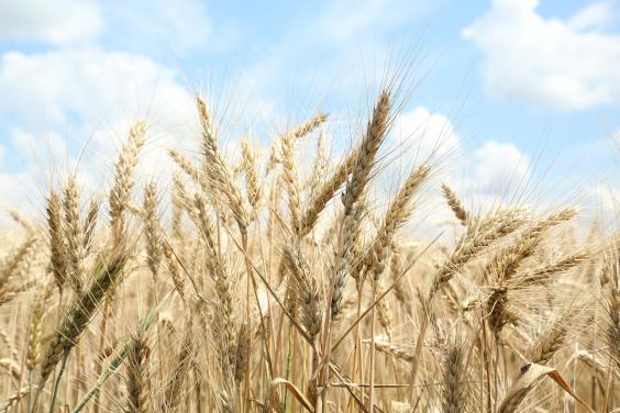 На Харківщині зібрано перший мільйон тонн зерна нового врожаю